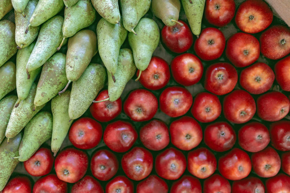 Podzimní veletrh Flora 2022 připomene genetika Mendela