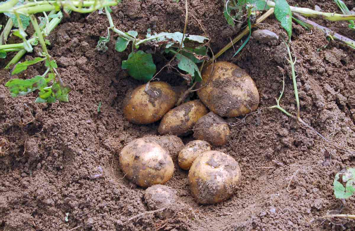 Ronja Brambory odrůdy Ronja
