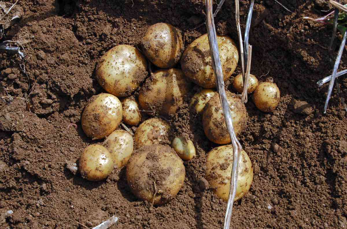 Tylda Brambory odrůdy Tylda
