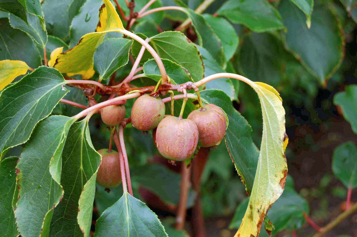 Actinidia arguta, samičí aktinidie odrůdy Ambrozia Zdravé plody aktinidie (Actinidia arguta) samičí odrůda Ambrozia