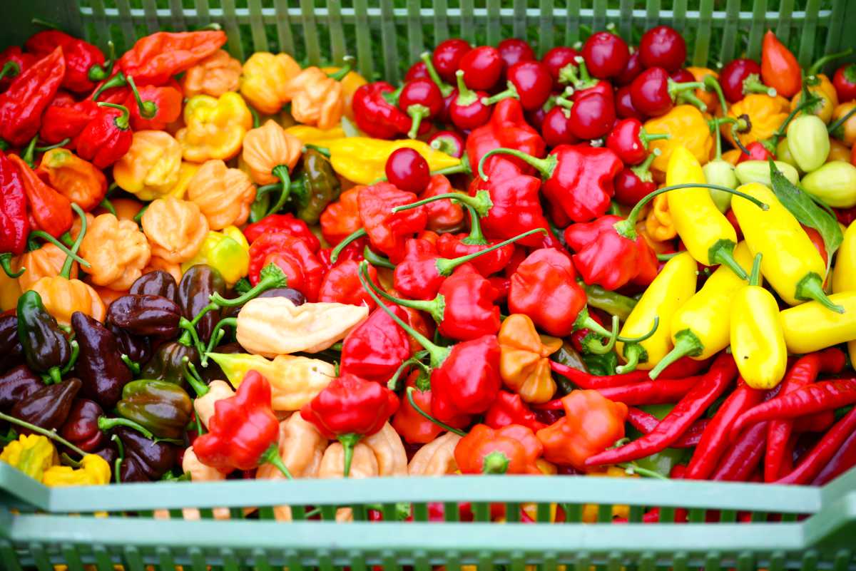 Září: sejeme špenát, sbíráme chilli papričky a plánujeme záhony Září: sejeme špenát, sbíráme chilli papričky a plánujeme záhony