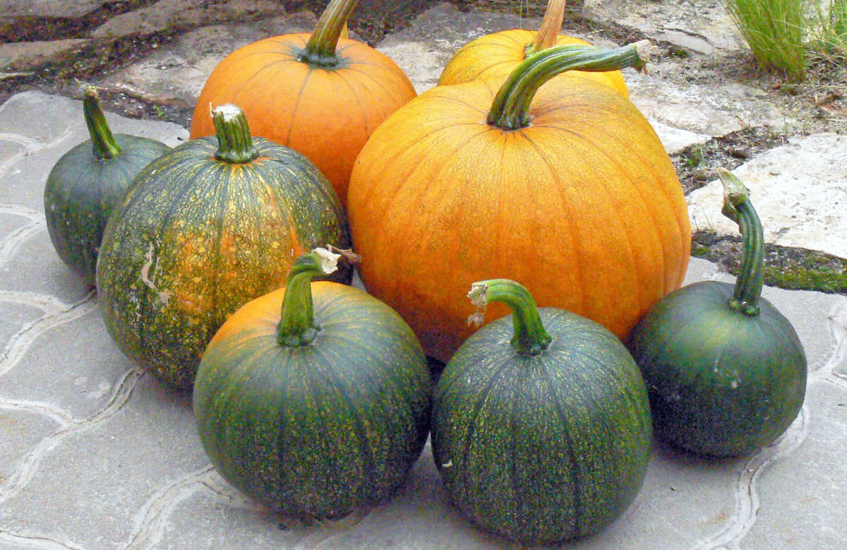 Rozmanité tykve na Halloween