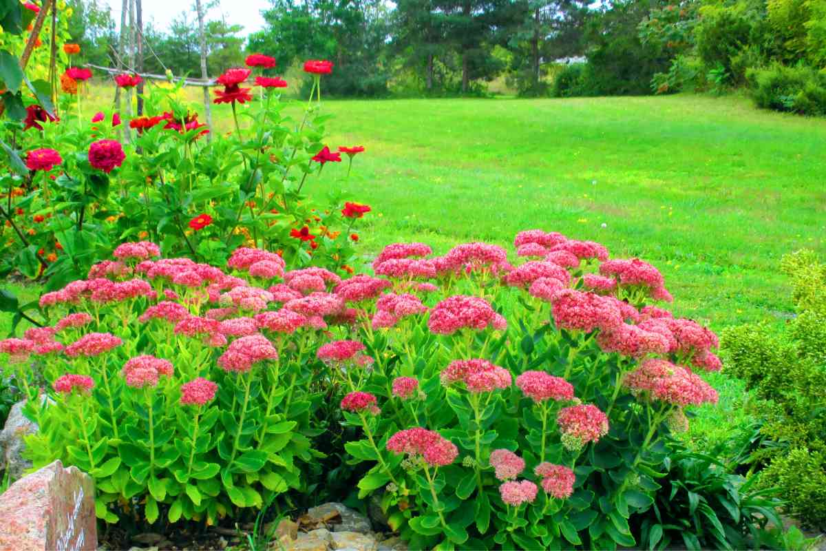 Sedum spectabile