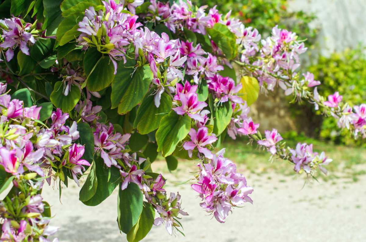 Bauhinie pestrá neboli chuďasova orchidej. Znáte ji?