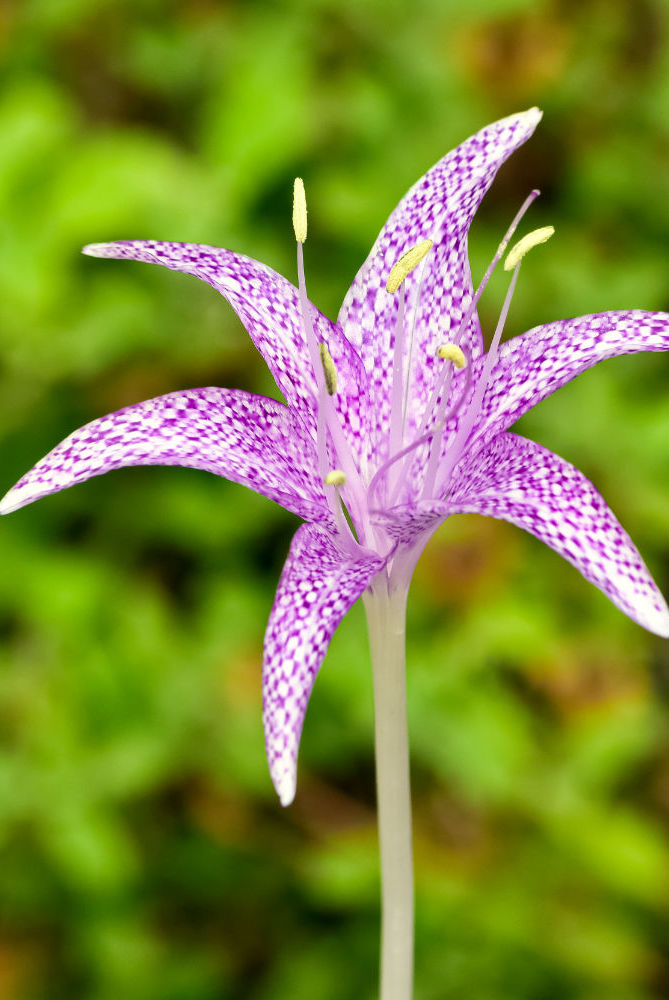 Colchicum variegatum