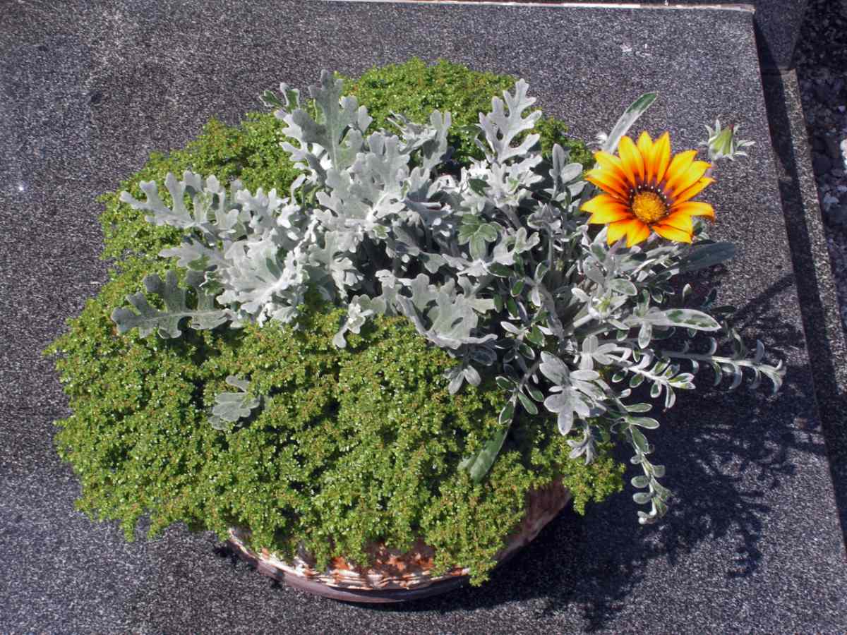 Letničky, pilea, senecia agazánie