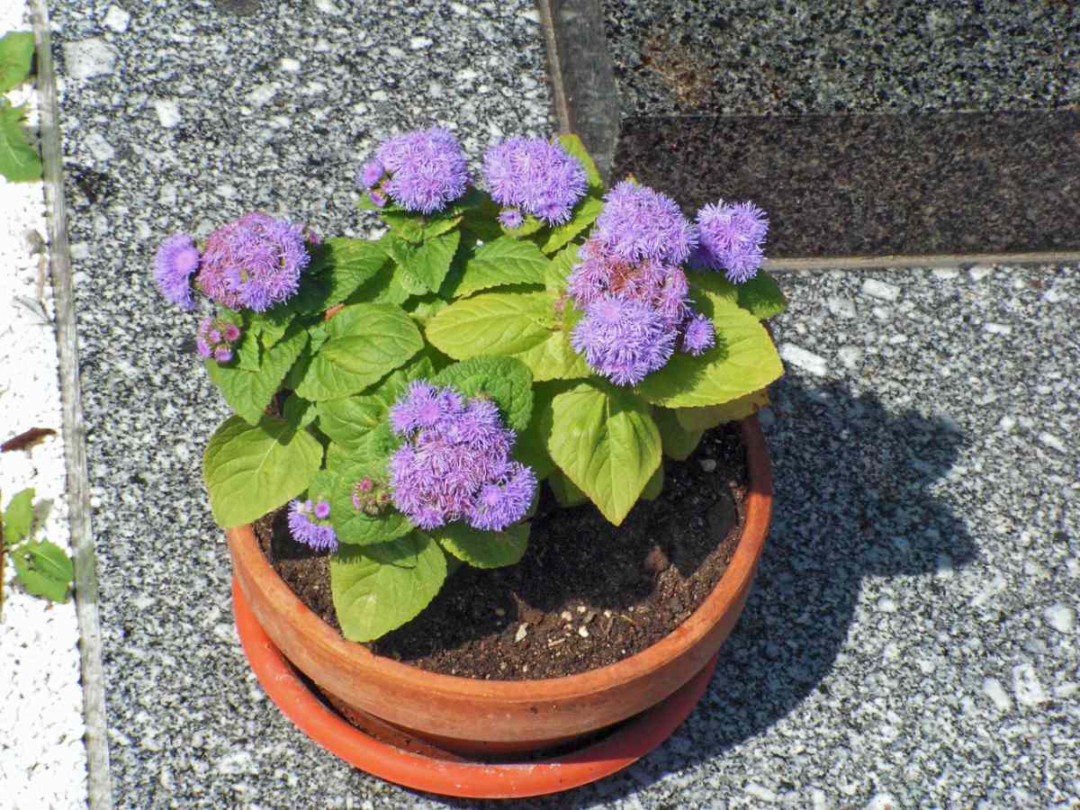 Nestařec