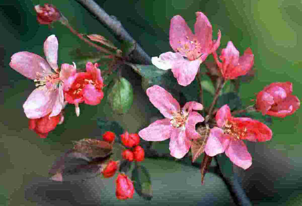 Malus x purpurea Aldenhamensis v květu Malus x purpurea Aldenhamensis v květu
