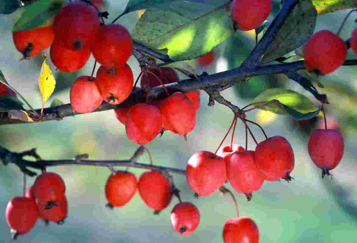 Malus x purpurea Aldenhamensis - jabloň nachově červená Malus x purpurea Aldenhamensis - jabloň nachově červená