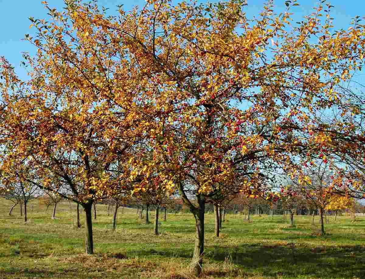 Malus x robusta Red Sentinel na podzim Malus x robusta Red Sentinel na podzim