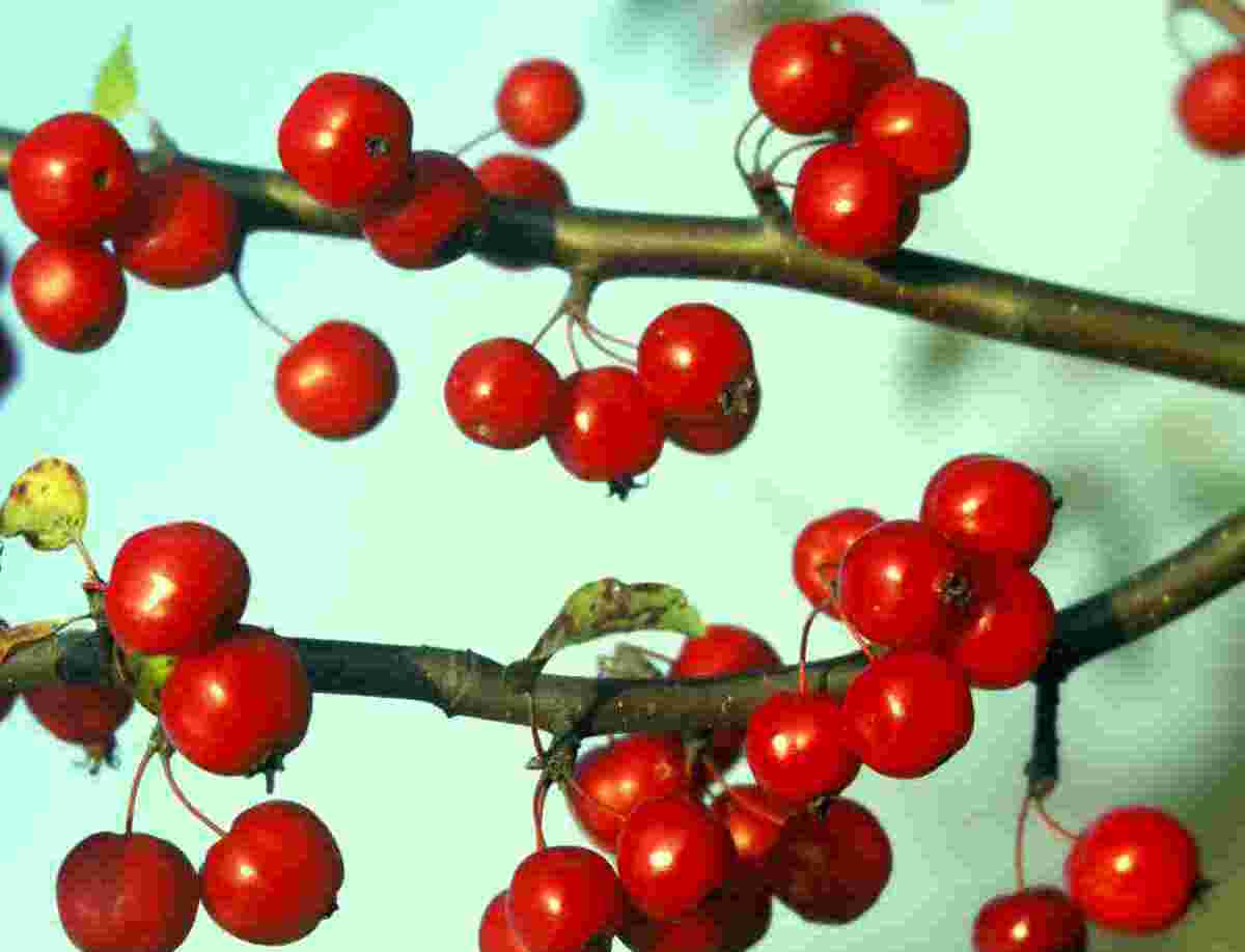 Malus x robusta Red Sentinel plod Malus x robusta Red Sentinel plod