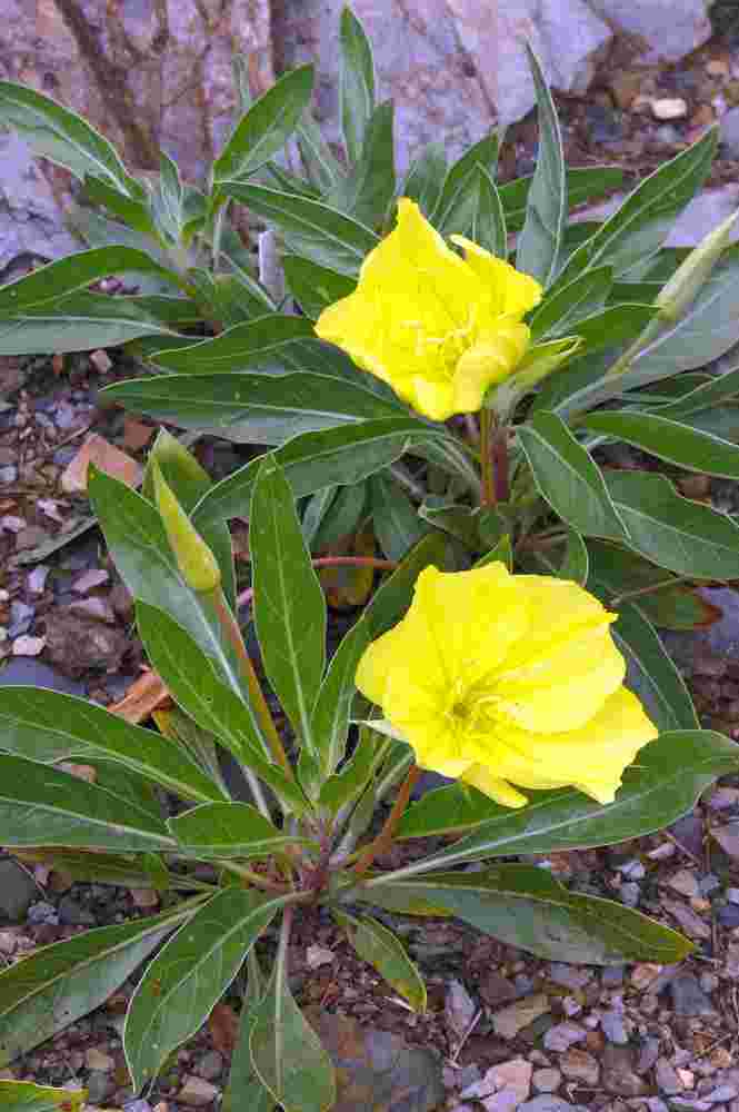 Pupalka velkoplodá (Oenothera macrocarpa) kvete téměř celé léto