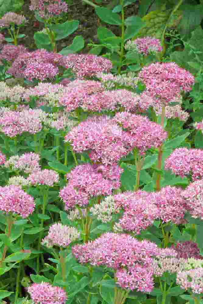 Rozchodník (Sedum spectabile)