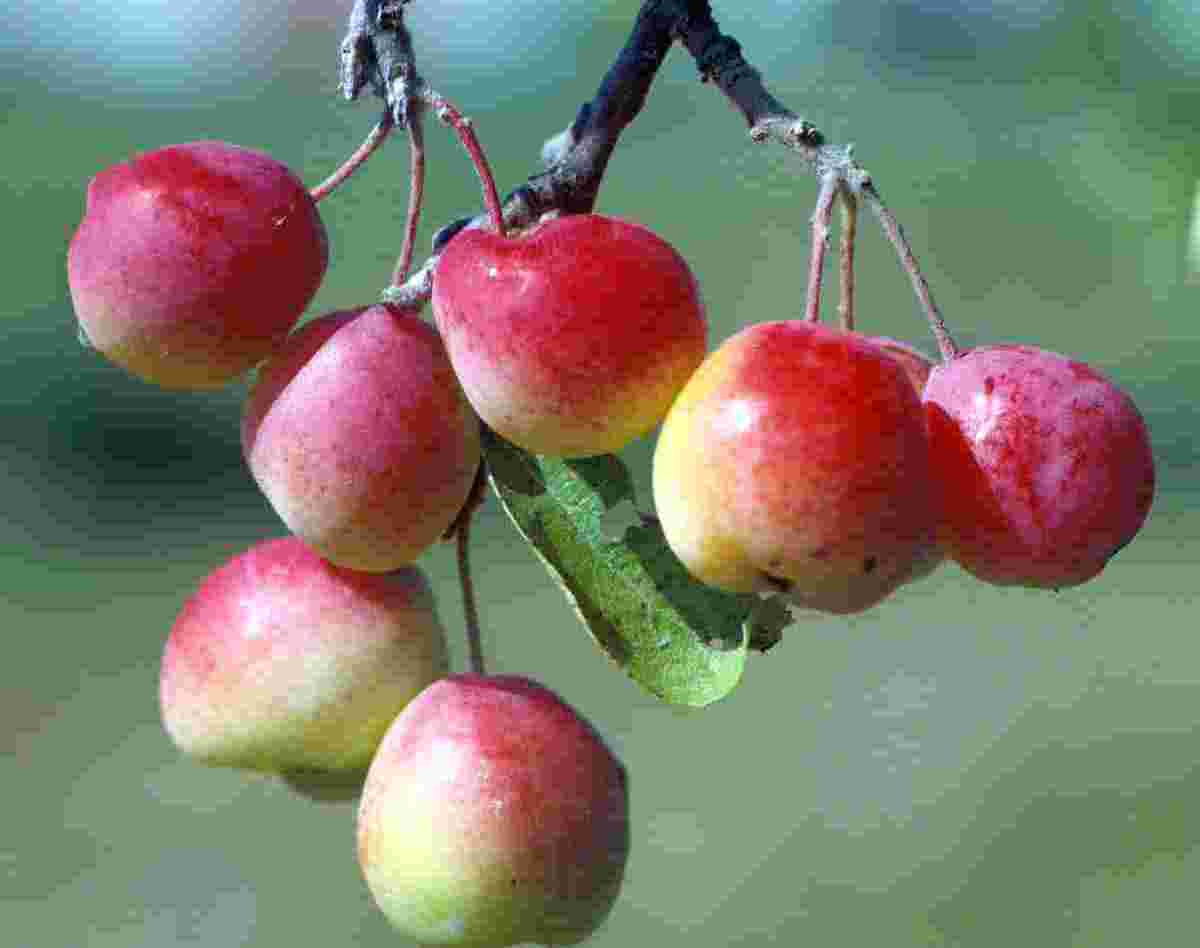 Okrasné jabloně Malus toringoides hodně plodí a plody na stromě drží dlouho Okrasné jabloně Malus toringoides hodně plodí a plody na stromě drží dlouho
