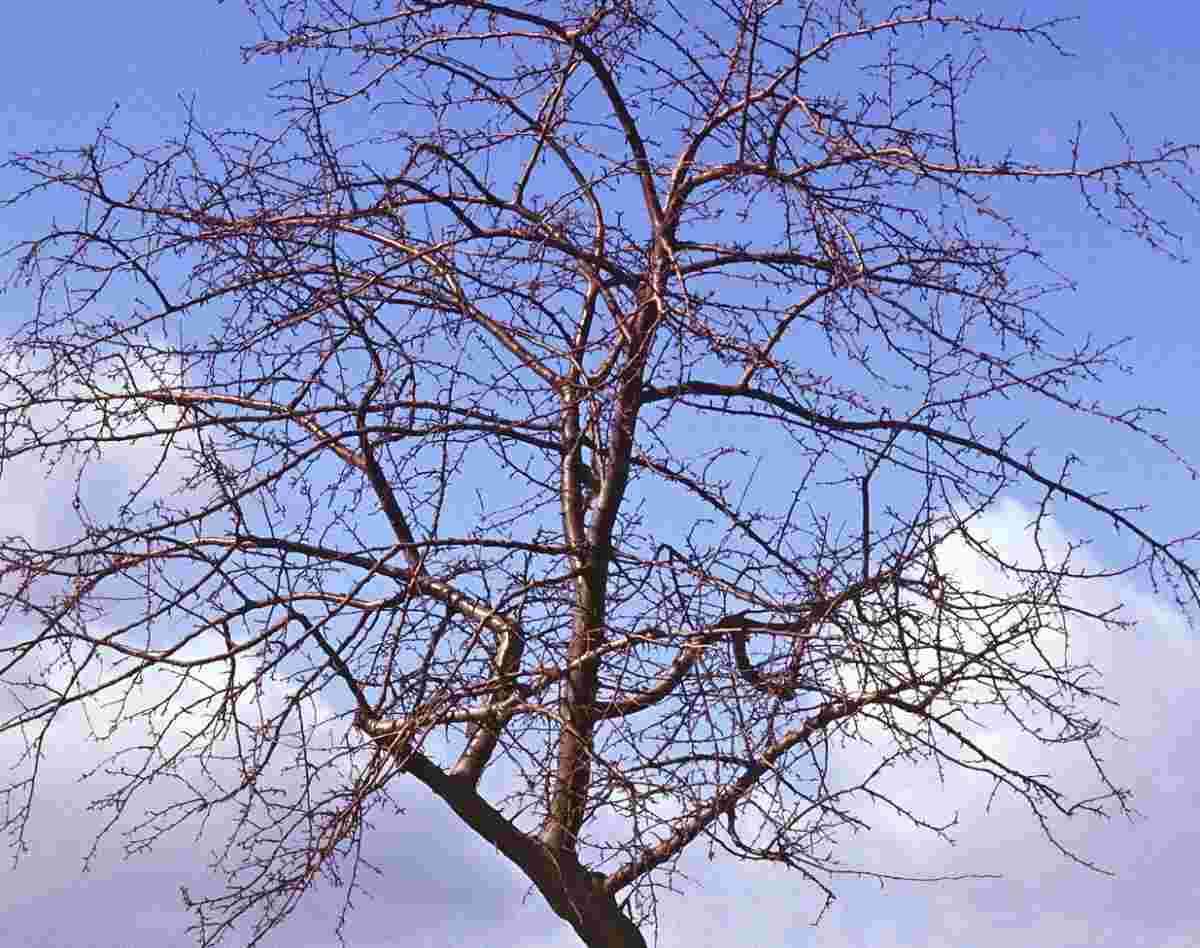 Habitus koruny okrasné jabloně Malus toringoides v zimě Habitus koruny okrasné jabloně Malus toringoides v zimě
