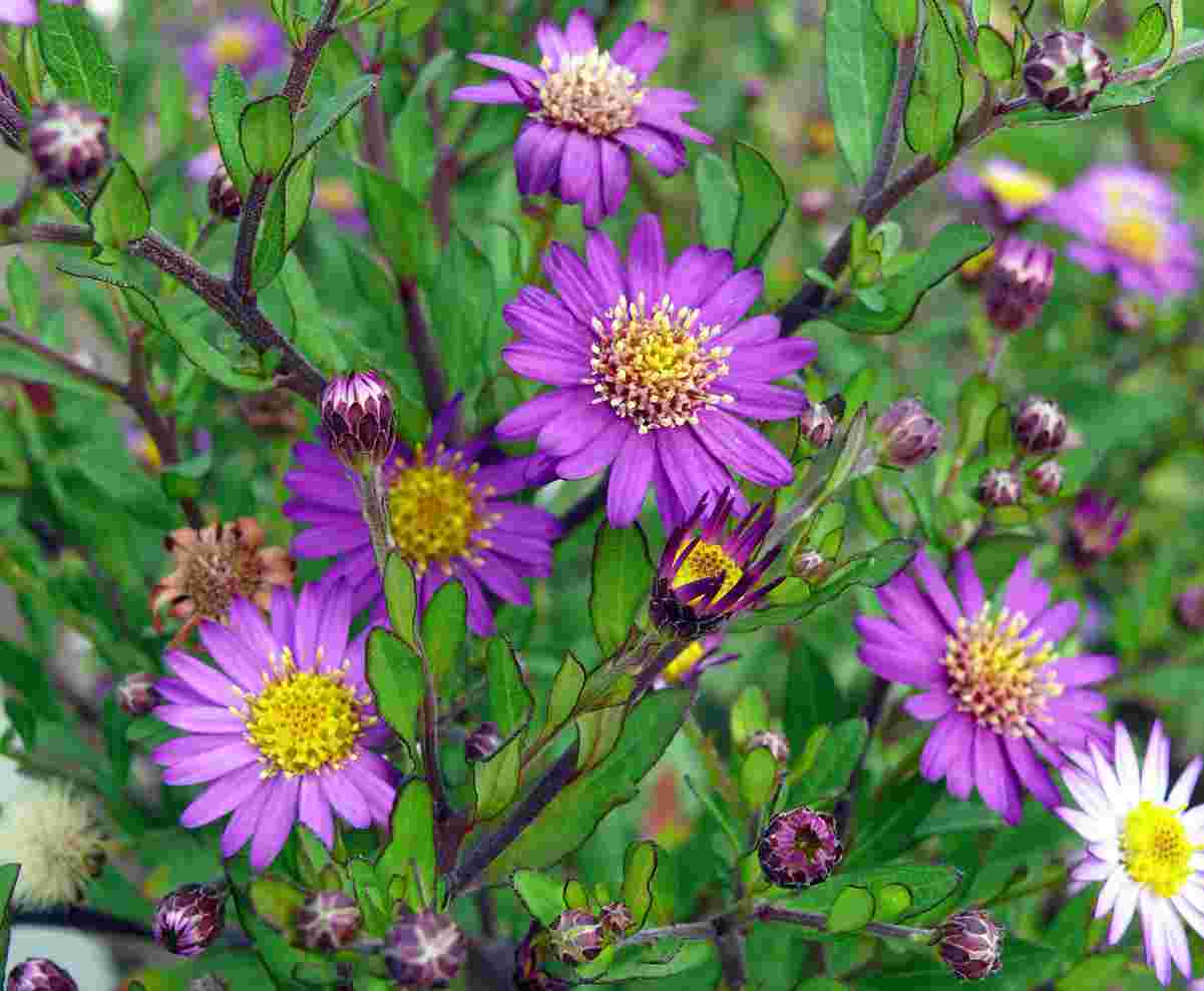 Podzimní květy trvalek: Hvězdnice (Aster ageratoides Ezo Mujrasaki) je suchomilná trvalka