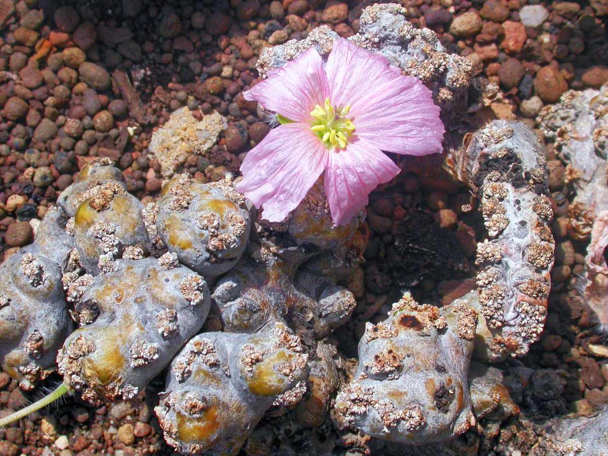 Monsonia peniculina