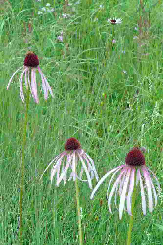 Třapatkovka bledá (Echinacea pallida)