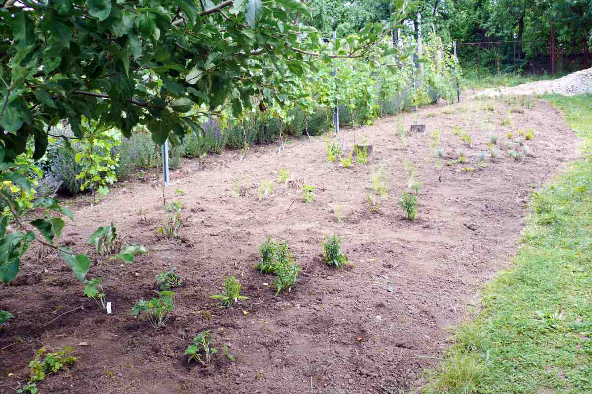 Plocha osázená koncem srpna 2011 Plocha osázená koncem srpna 2011