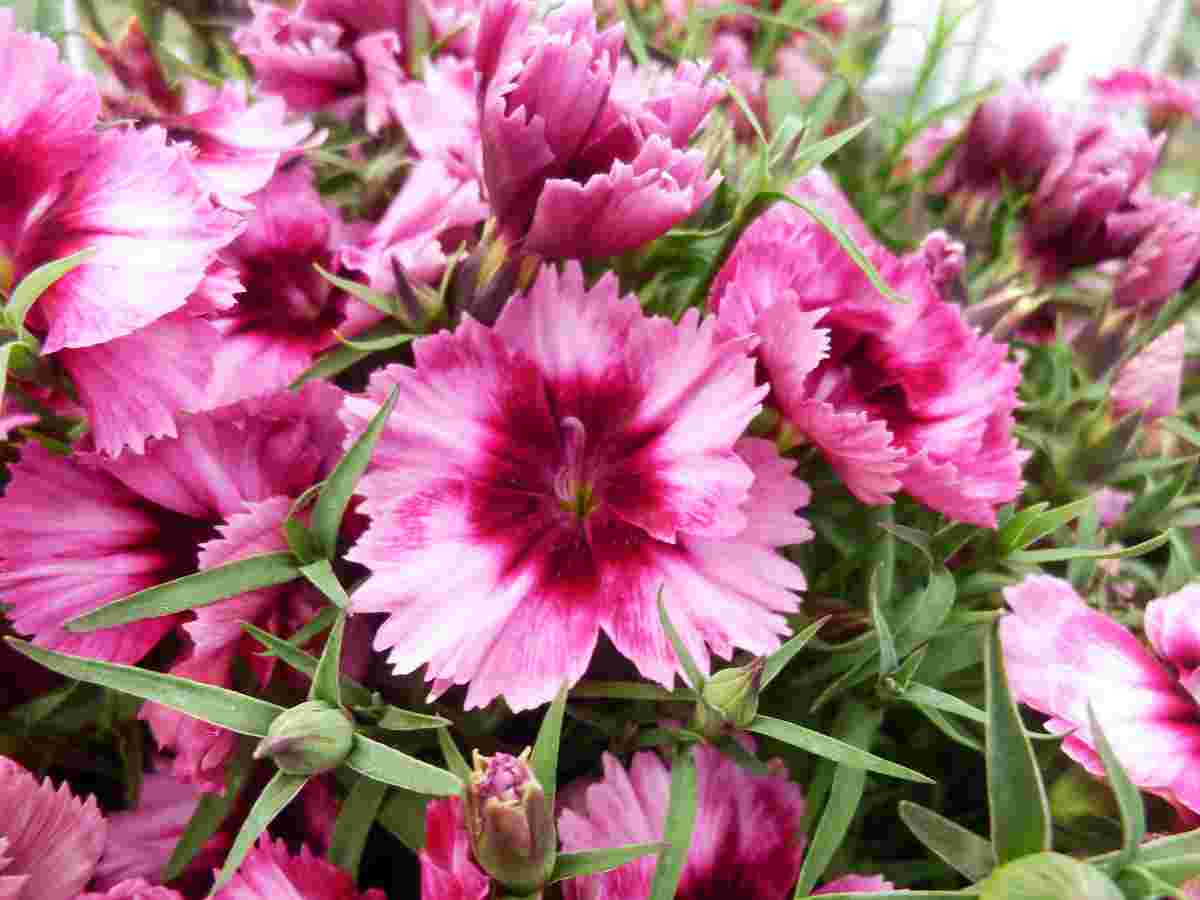 Hvozdík neboli Dianthus