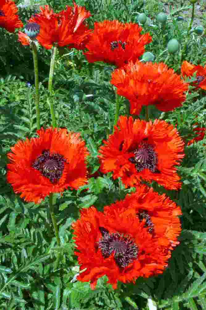 Mák východní (Papaver orientale) vyniká velkými, jednotlivými květy