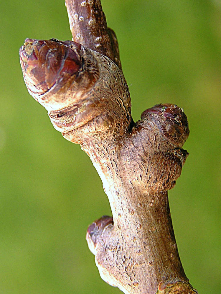 Vlnovník Eriophyes calycobius na hlohu Hloh poškozuje vlnovník Eriophyes calycobius