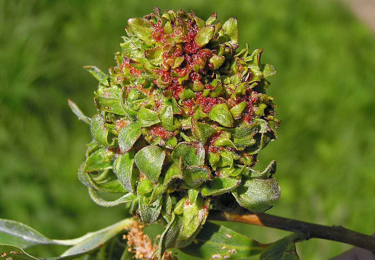 Hálky vlnovníka vrbového (Stenacis triradiatus) Hálky vlnovníka vrbového