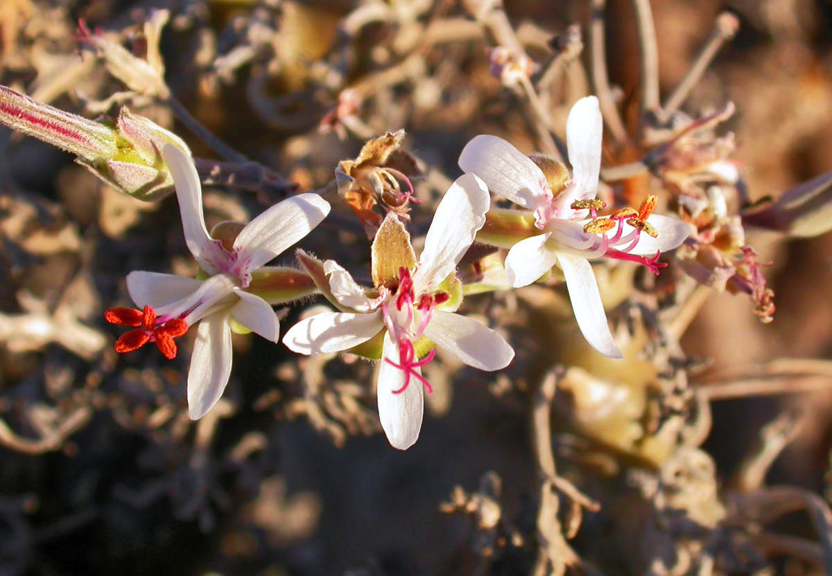 Pelargonium klighardtense