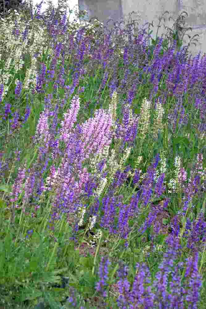 Porost šalvěje luční (Salvia pratensis)