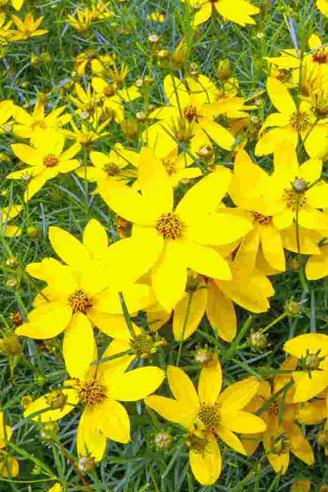 Krásnoočko přeslenité (Coreopsis verticilata)