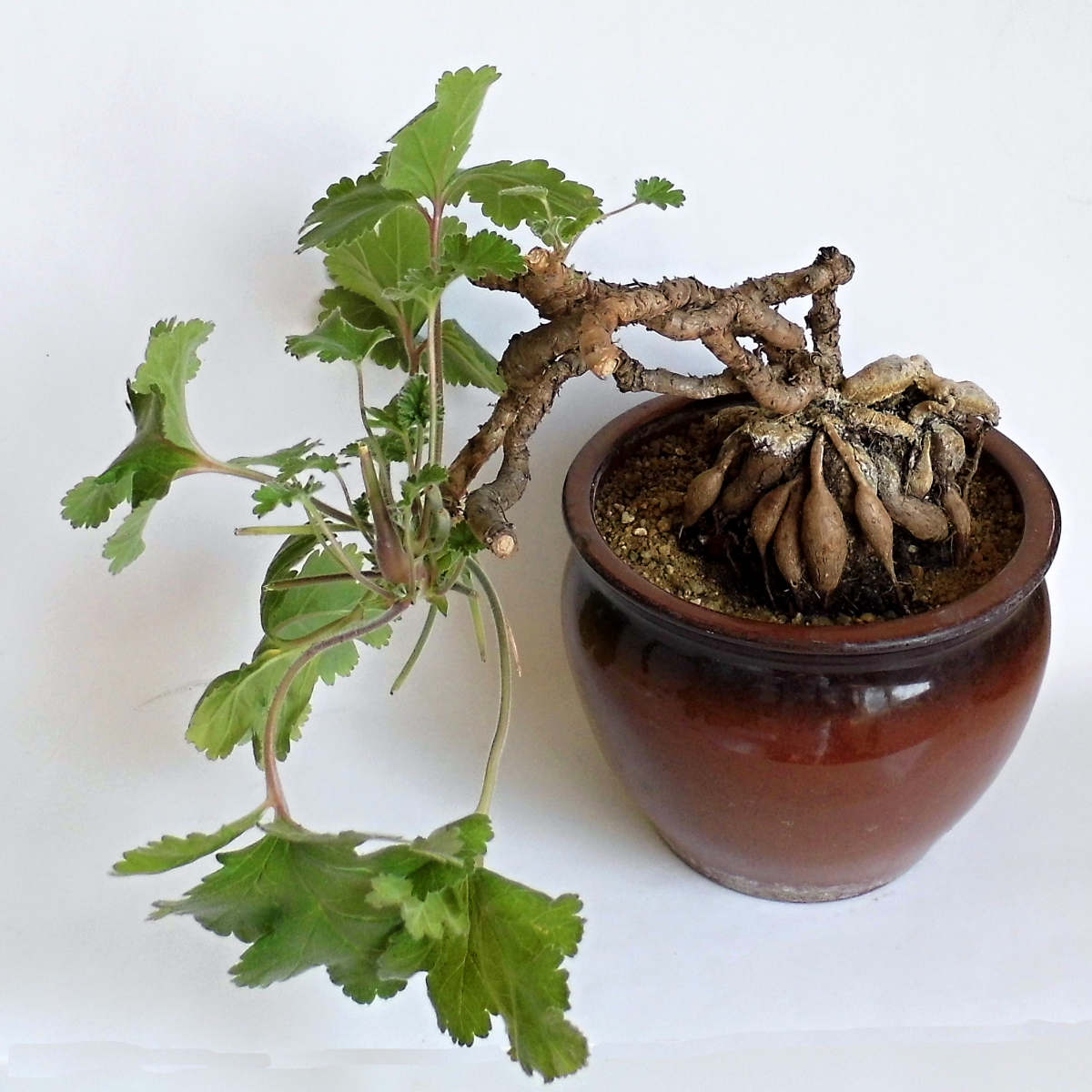 Pelargonium ardens Sukulentní muškáty: Pelargonium ardens