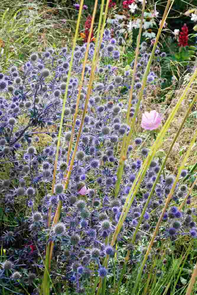 Modrá odrůda máčky (Eryngium planum)
