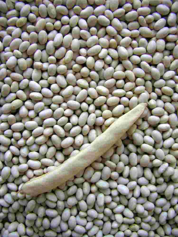 Petronila Petronila