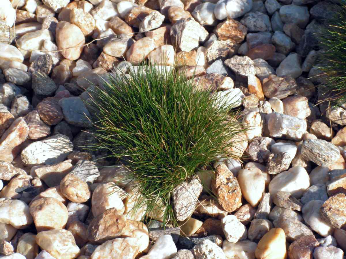 Kostřavám sucho nevadí: Festuca Wallichiana