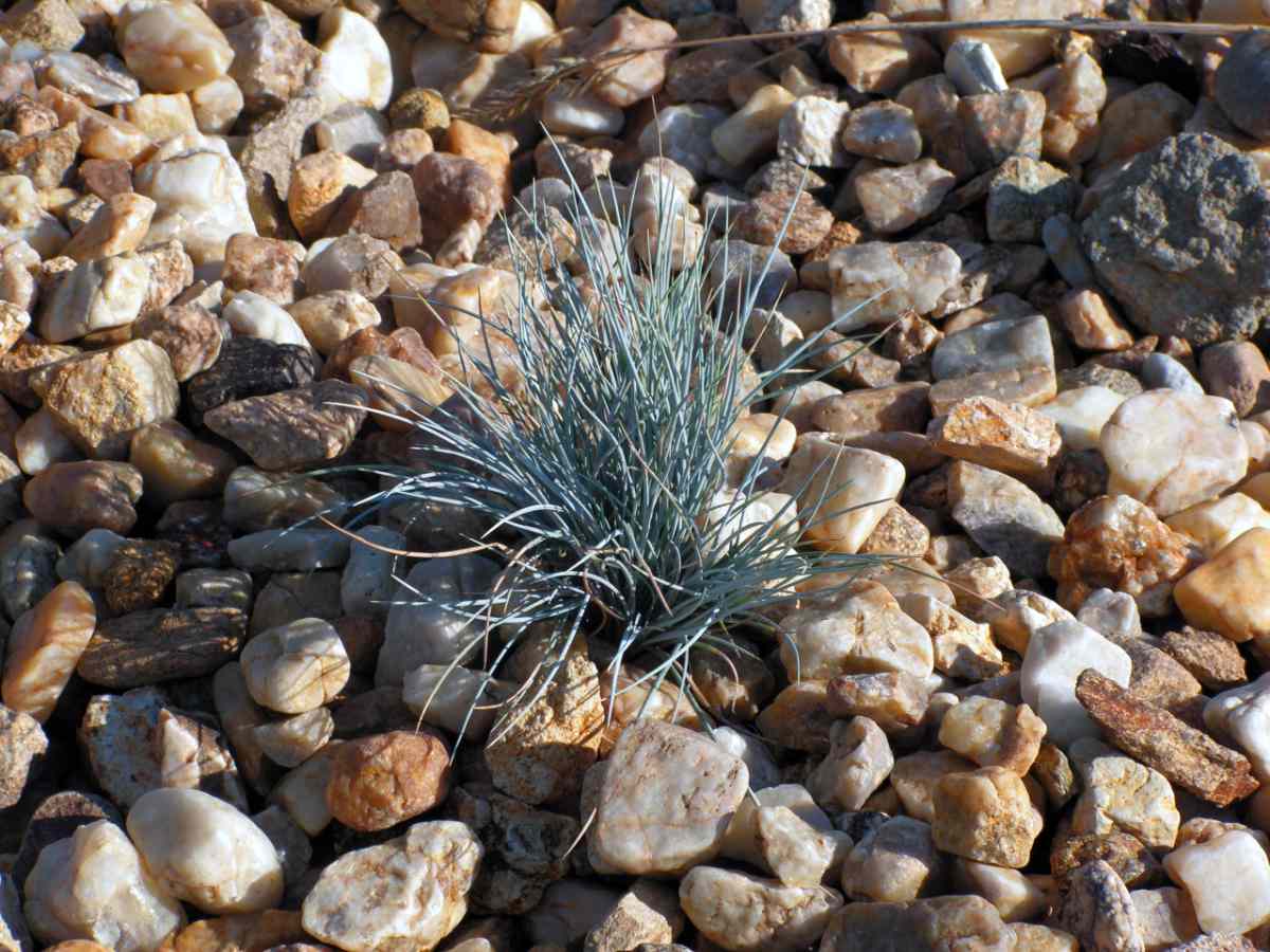 Festuca glauca