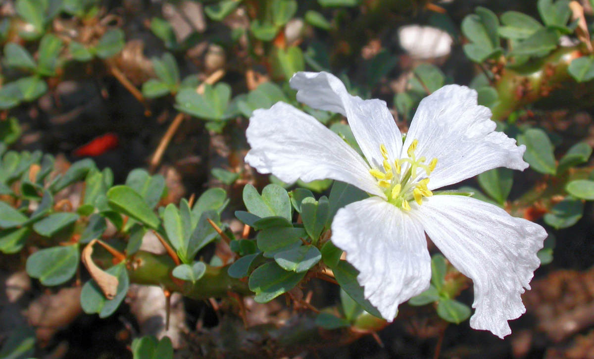 Monsonia vanderietae