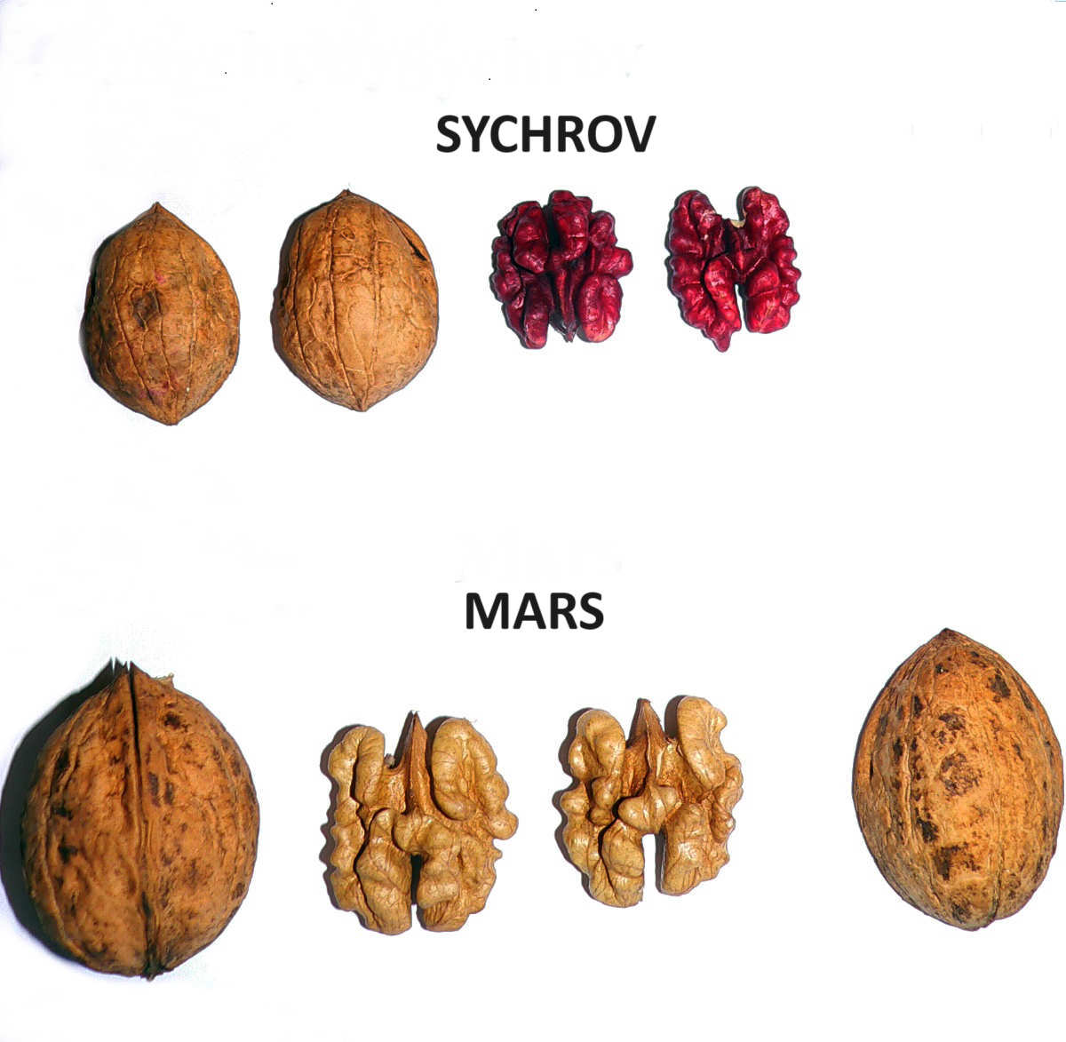 Srovnání ořechů Sychrov a Mars odrůdy ořechů