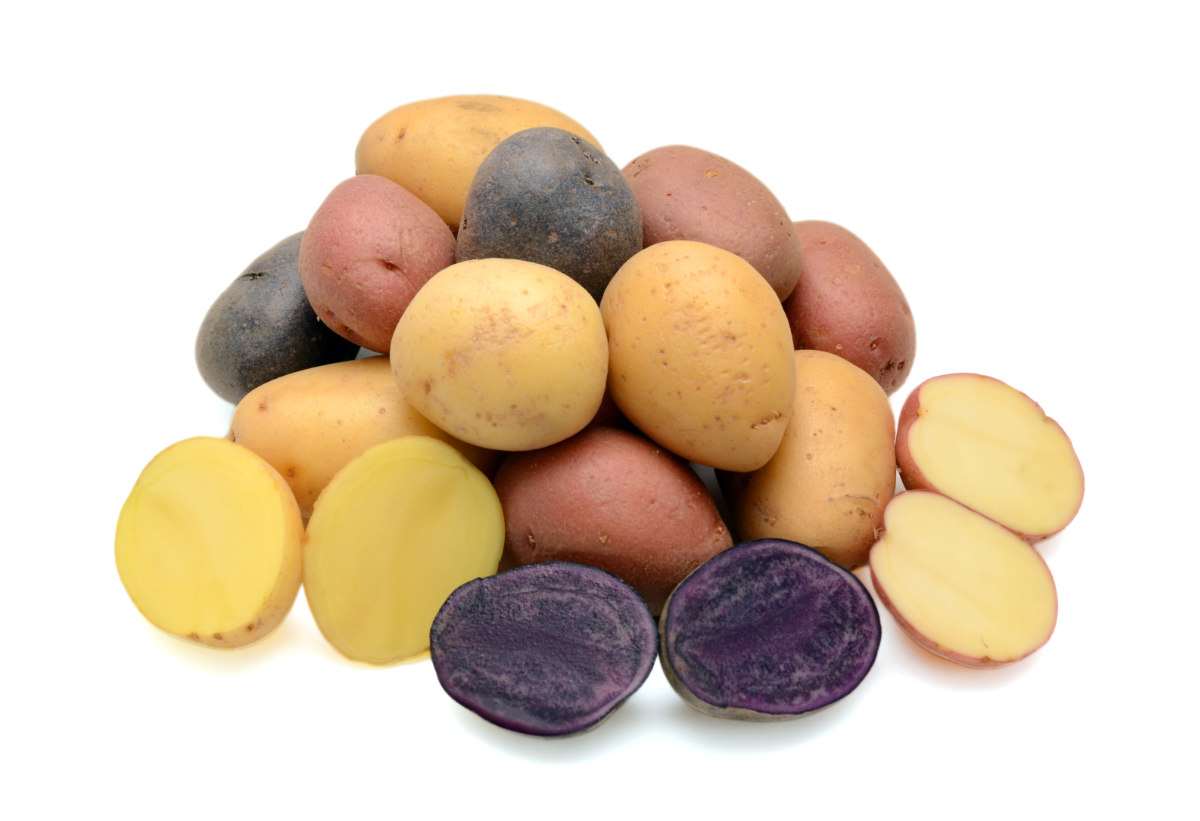 Odrůdy bramborů, jak jsou dnes známé a používané: nejvíce žluté, méně červené, opatrně fialové. K antioxidantům v hlízách brambor patří polyfenoly, kyselina askorbová, karotenoidy, u modrofialových odrůd antokyany, u červených glykosidy. Brambor v různých barvách