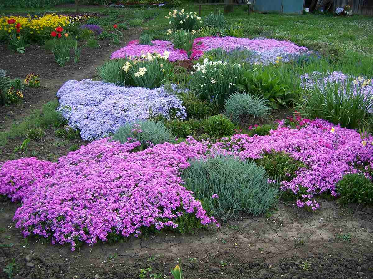 Plamenka šídlovitá (Phlox subulata) a cibuloviny Plamenka Phlox subulata a cibuloviny