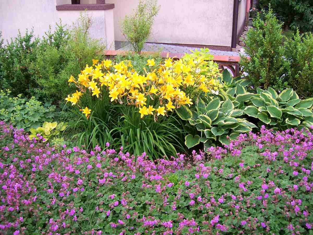 Kakost Geranium cantawbrigiense Karmina, denivka a hosta Kakost Geranium cantawbrigiense Karmina ve společenství trvalek