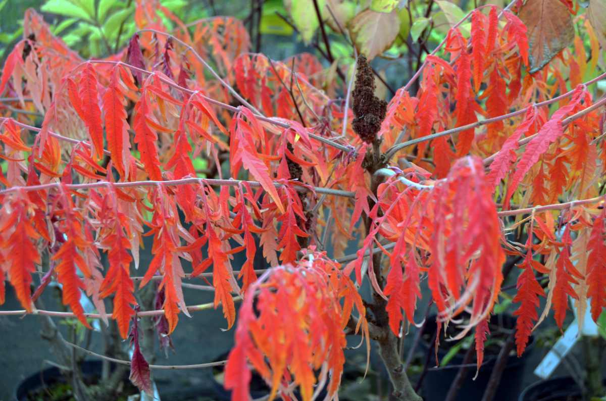 Škumpa orobincová Dissecta je jednou z nejkouzelněji barvících se dřevin Škumpa orobincová Dissecta