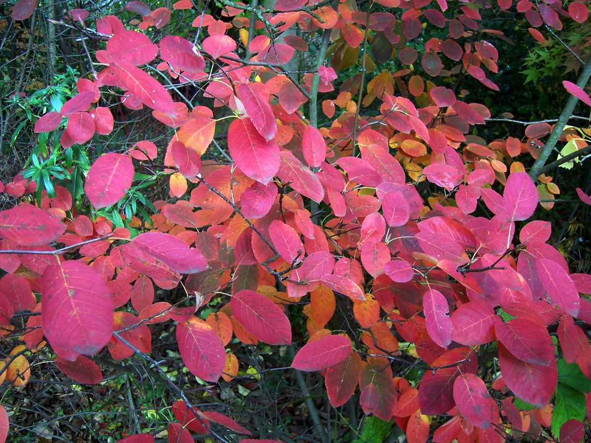 Muchovník (Amelanchier lamarckii) Muchovník