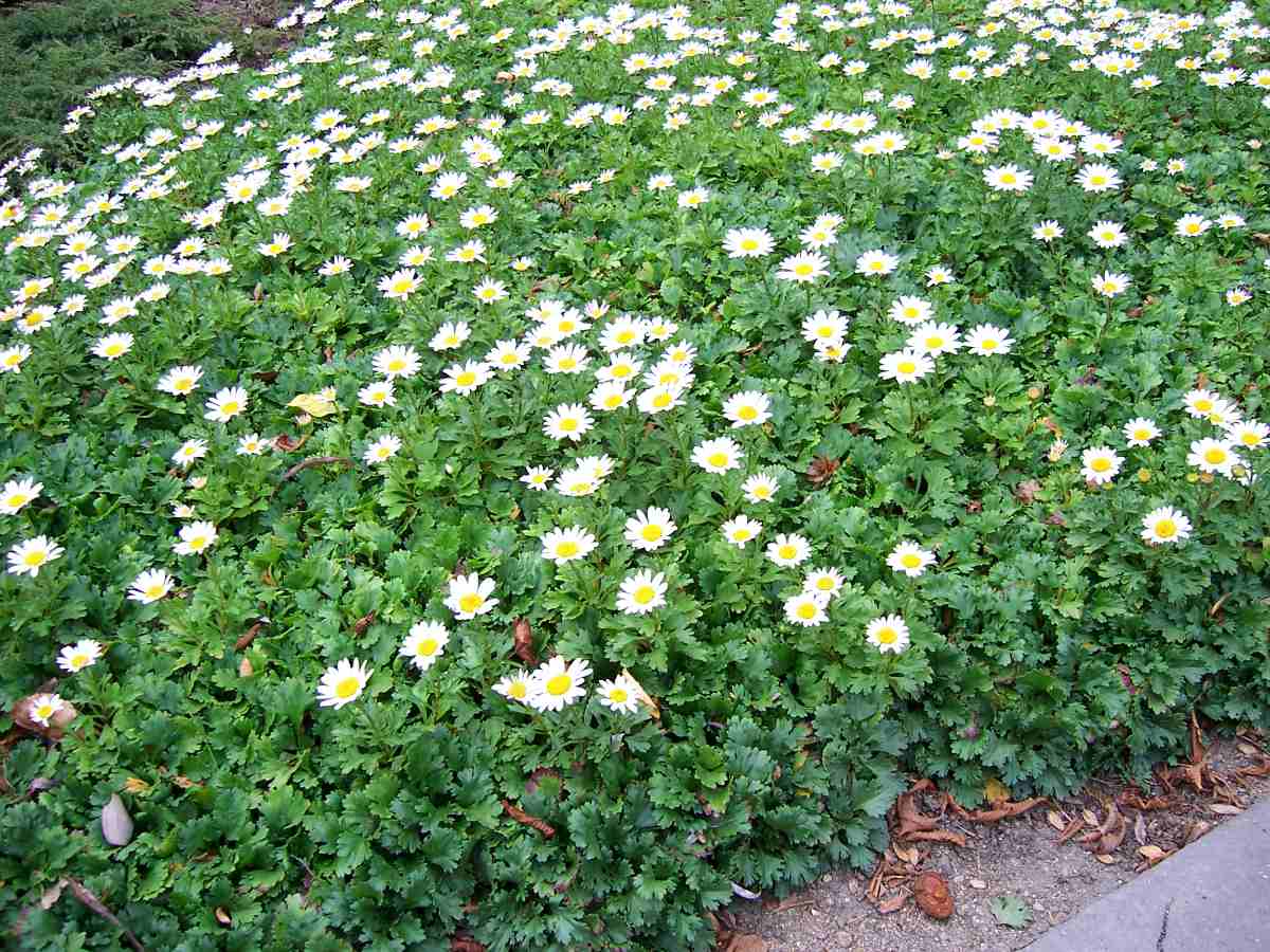 Kopretina arktická (Chrysanthemum arcticum) Vítaná sama i ve společenství trvalek: kopretina arktická (Chrysanthemum arcticum)