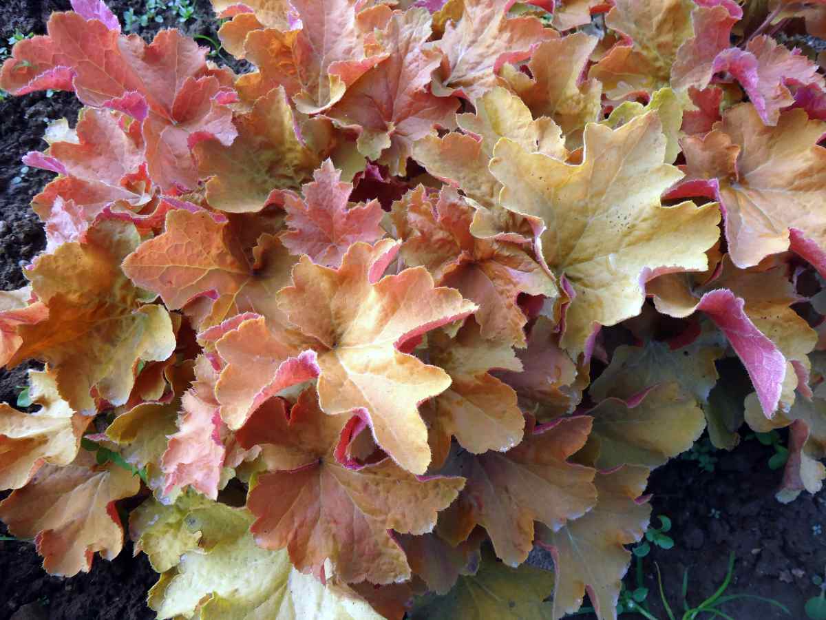 Dlužicha (Heuchera) Caramel oslní svými listy Heuchera Caramel
