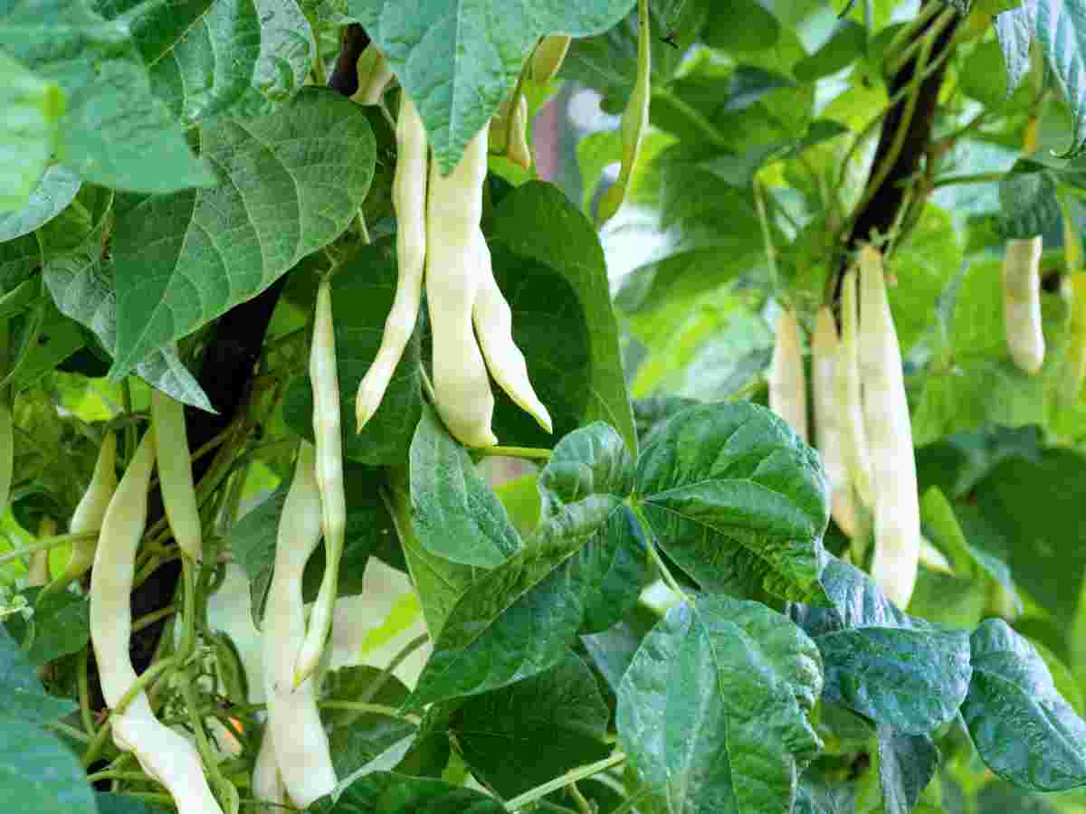Fazol obecný (Phaseolus vulgaris) Hodně rozšířený druh fazolu je fazol obecný