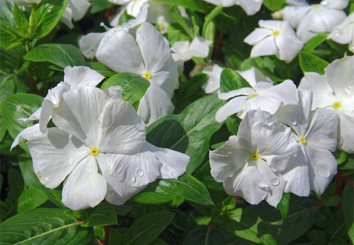 Katarantus Cascade White Cascade White