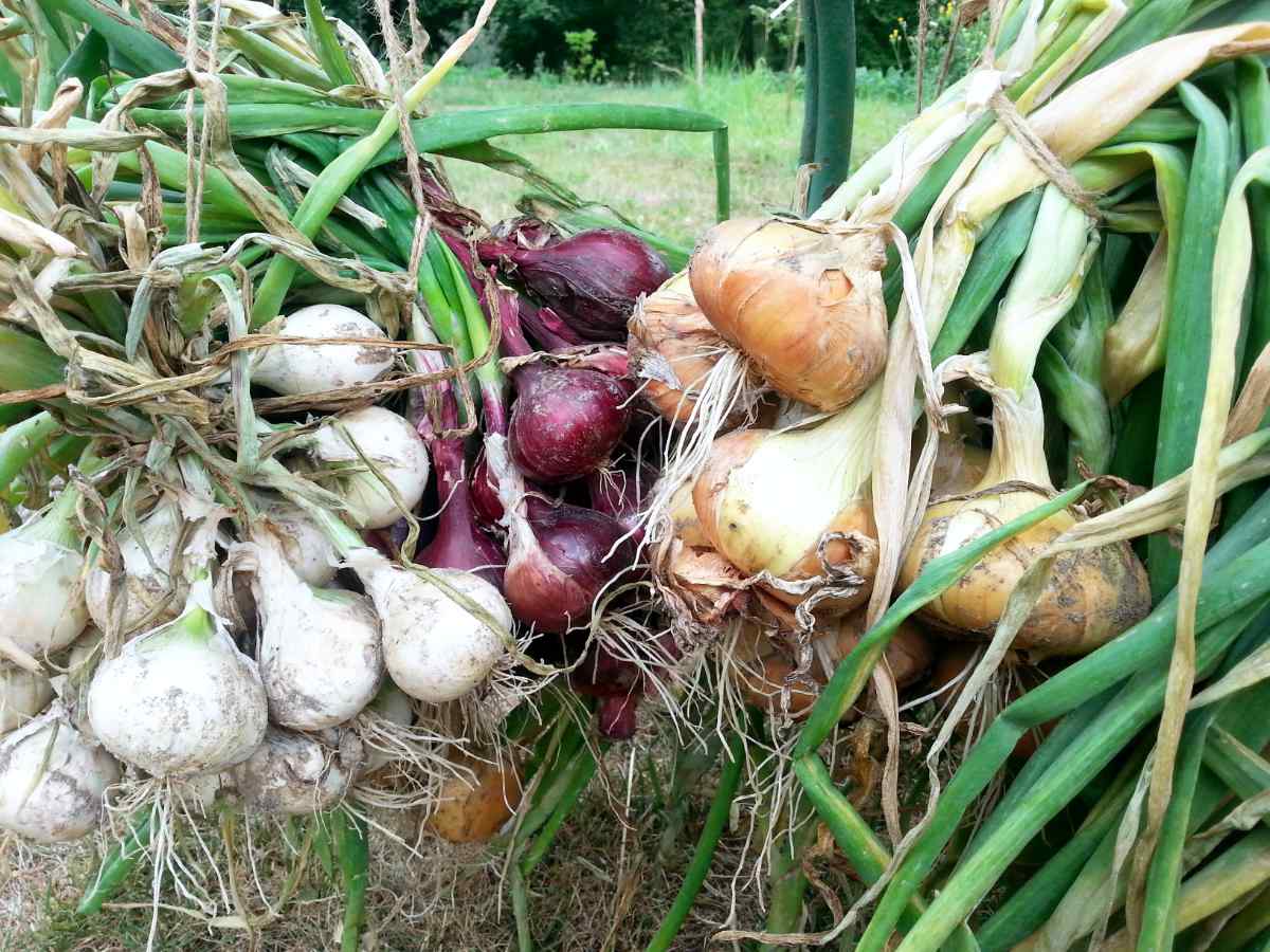 V pěstování cibule se můžeme stát stoprocentním samozásobitelem Pěstování cibule na zahradě
