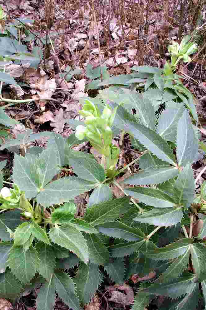 Čemeřice Helleborus argutifolius Čemeřice Helleborus argutifolius