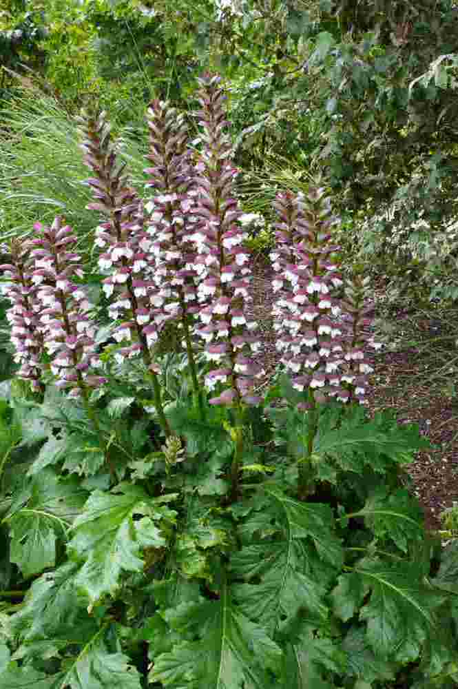 Paznehtník Acanthus hungaricus Paznehtník Acanthus hungaricus