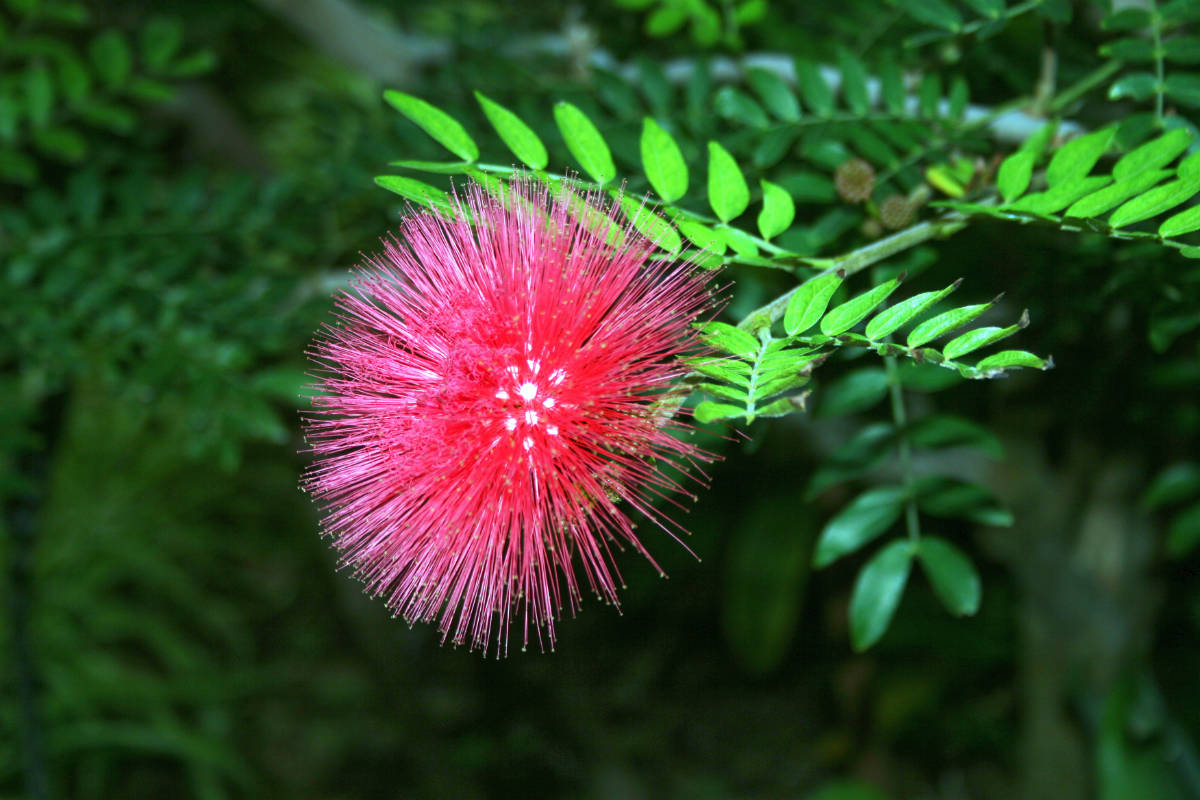 Červený květ Calliandra haematocephala Červený květ Calliandra haematocephala